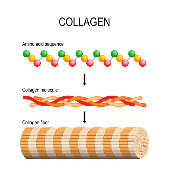infographic on how collagen works